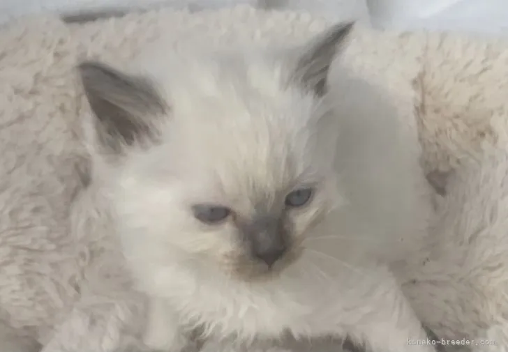 ID:2201-00978の子猫