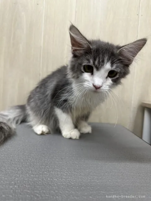 ID:2211-02573の子猫