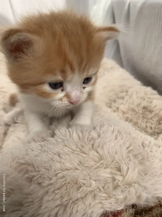 ID:2203-00937の子猫