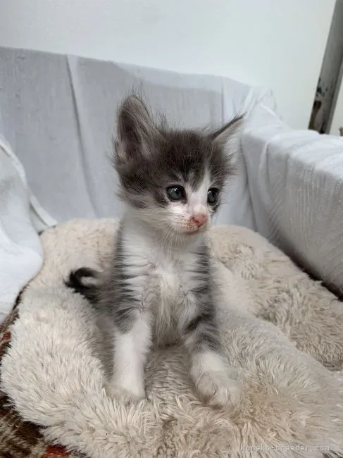 ID:2207-01912の子猫