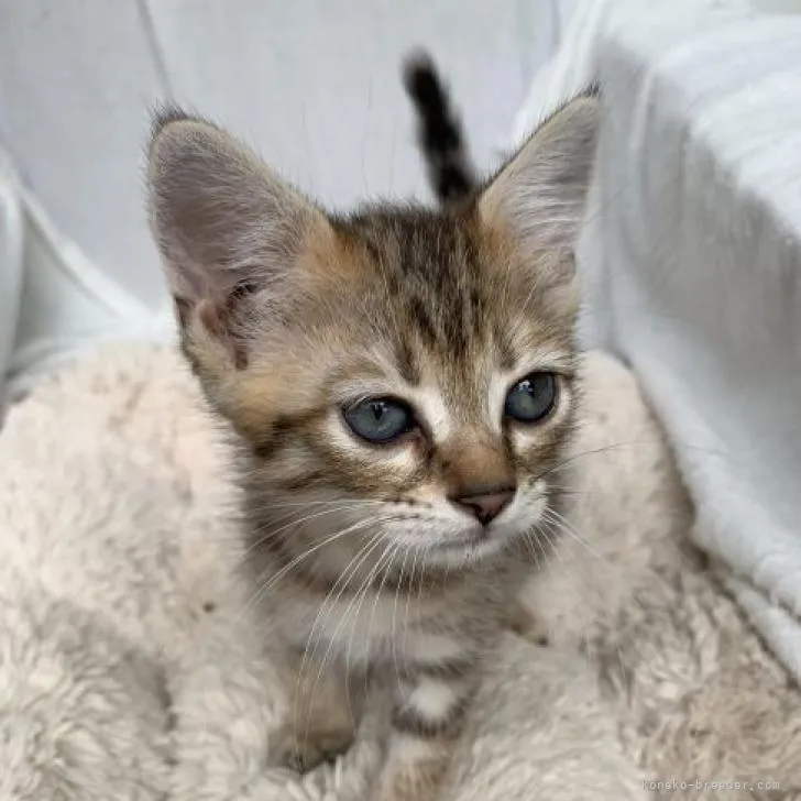 ID:2209-00297の子猫