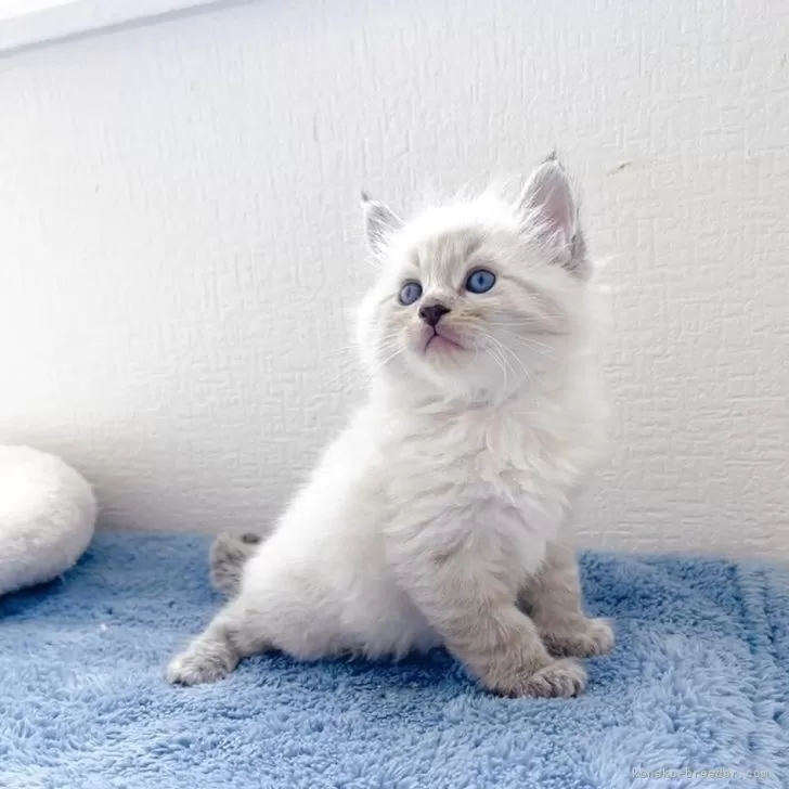 ID:2504-02890の子猫