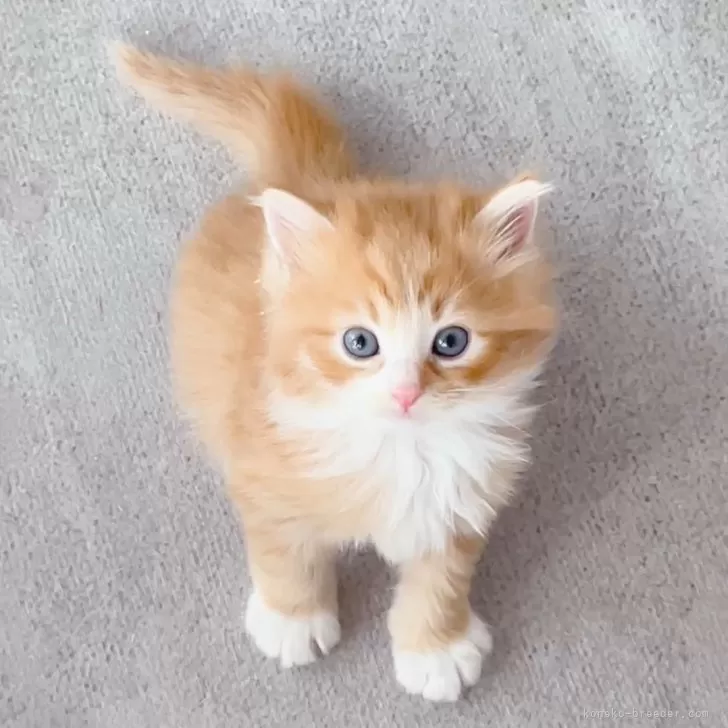 ID：2503-02124の子猫