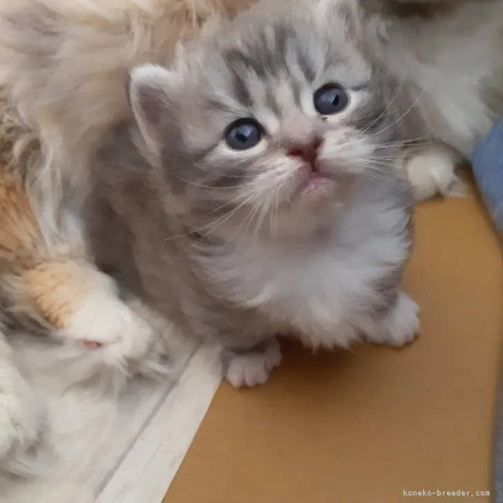 ID:2305-00783の子猫