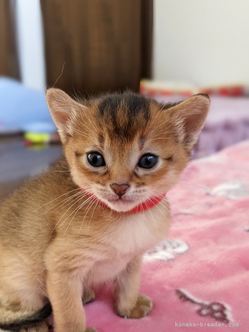 渡邉瑠奈ブリーダーのブログ：だいぶ大きくなりました♪(アビシニアンの子猫たち)