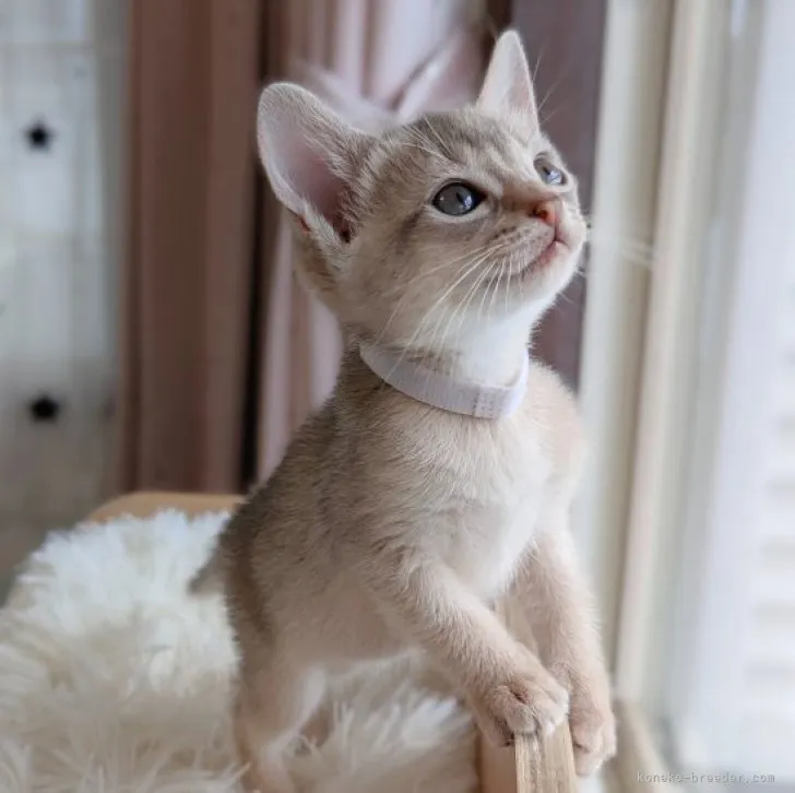 ID:2305-03208の子猫