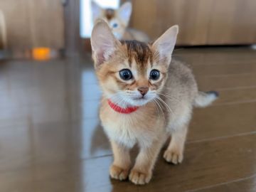 アビシニアン【千葉県・女の子・2021年9月19日・ルディ（短毛）】の写真「可愛さ溢れ出てとまらない子猫ちゃんです🐱✨」