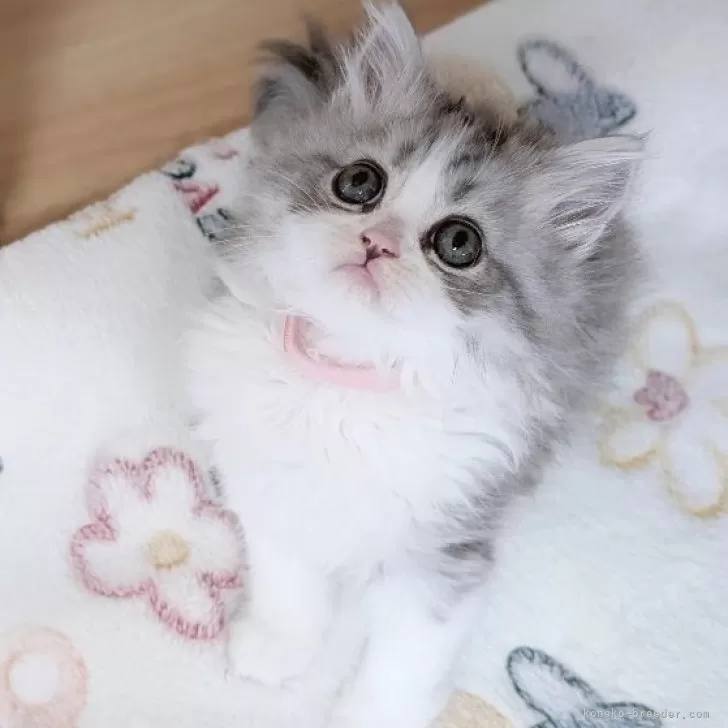 ID:2503-02959の子猫