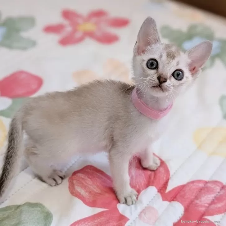 ID:2503-01172の子猫