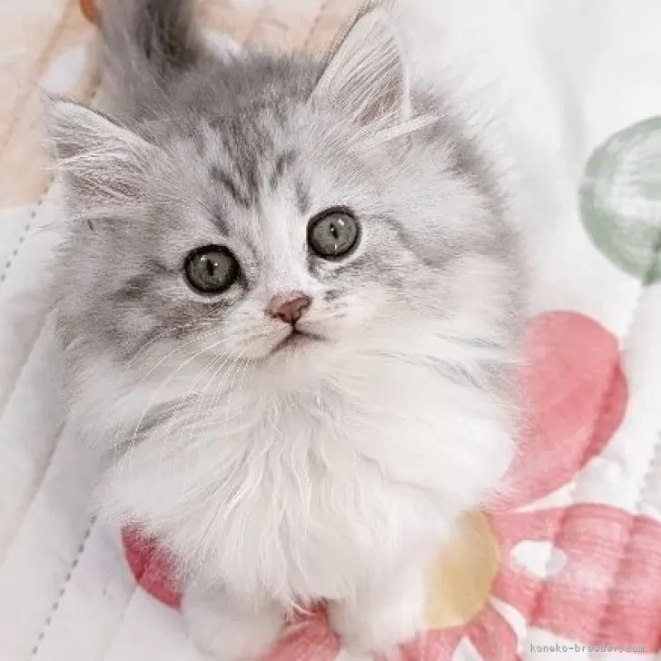 ID:2504-00034の子猫