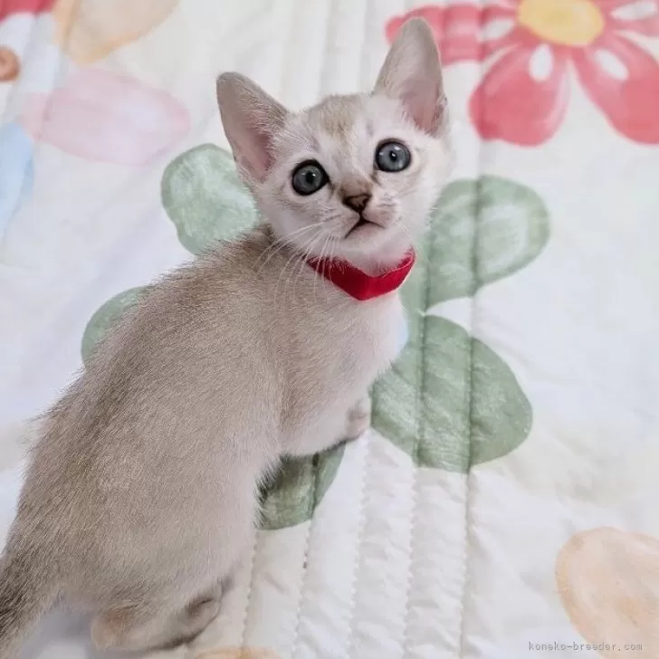 ID:2503-01033の子猫