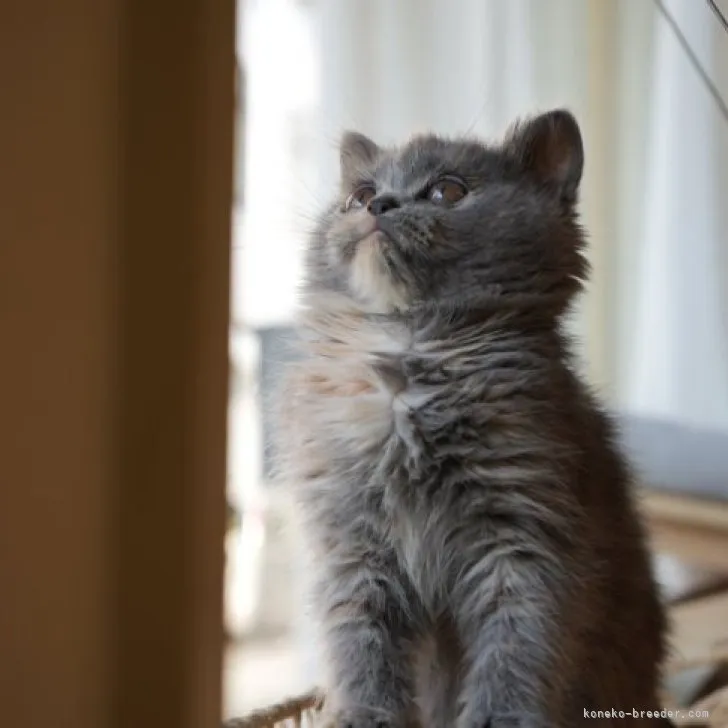 S.T 様のお迎えした子猫