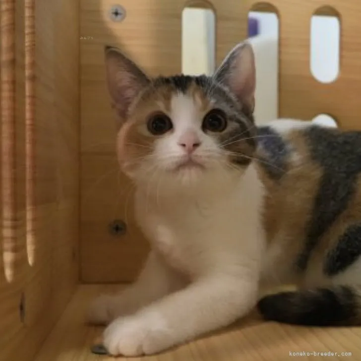 ID：2309-01350の子猫