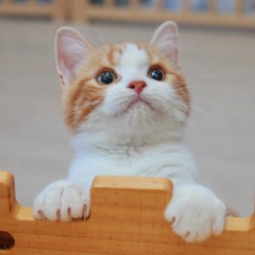 ミヌエット(長足)【大阪府・男の子・2024年4月15日・レッドタビー&ホワイト】の写真「スクスク成長中 
とっても甘えん坊の男の子です💕」