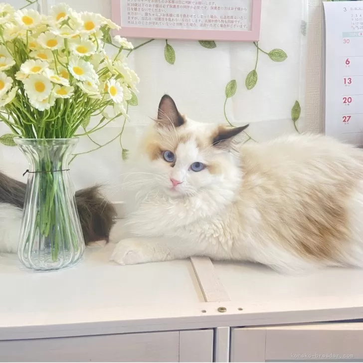 T.I 様のお迎えした子猫