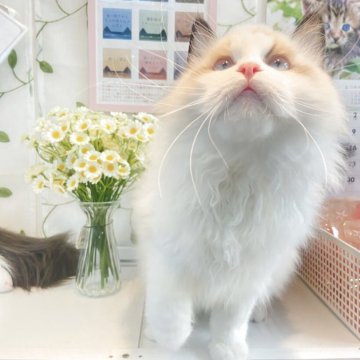 ラグドール【大阪府・男の子・2024年12月8日・シールポイントバイカラー】の写真「ふわふわの毛」