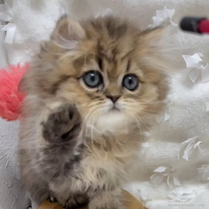 ID:2503-01550の子猫