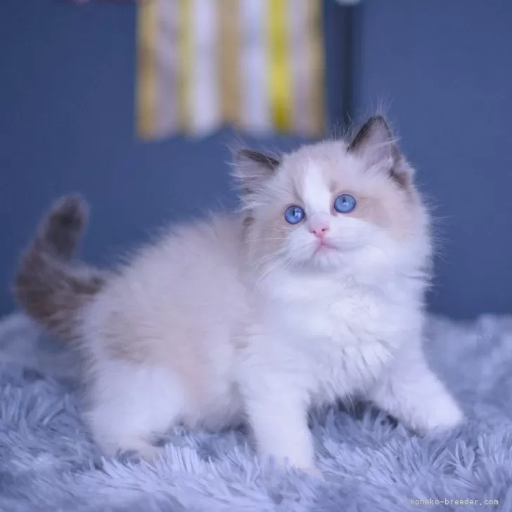 ID:2404-02506の子猫