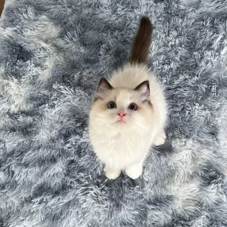 ID:2405-02648の子猫