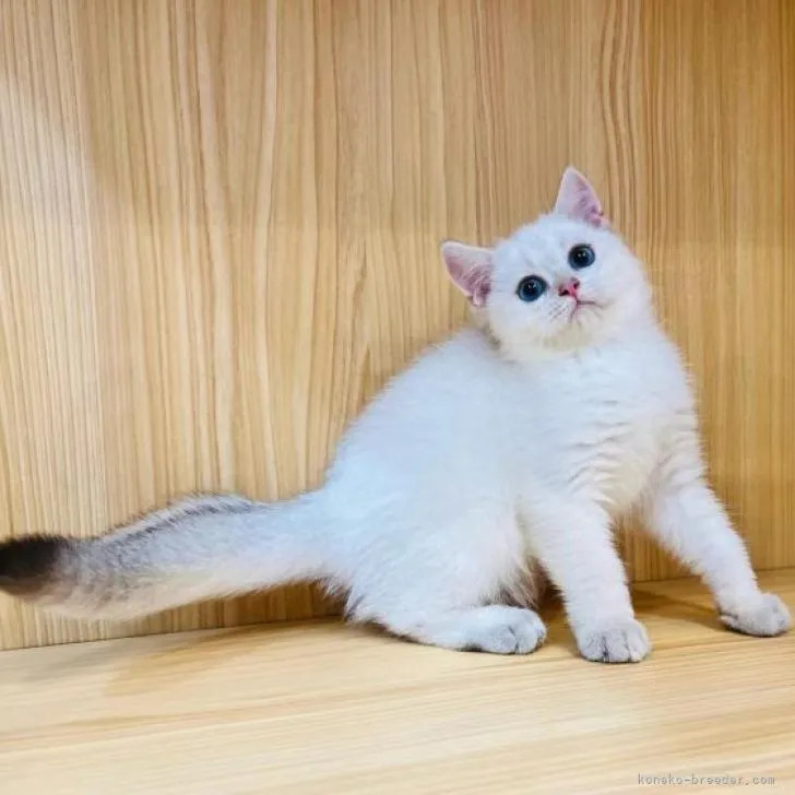 ID:2210-01812の子猫
