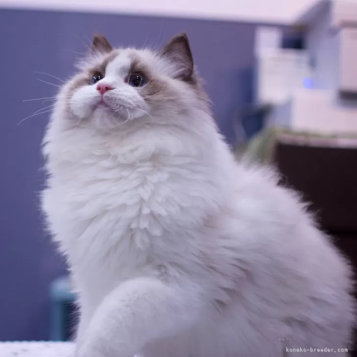 ID:2310-01590の子猫