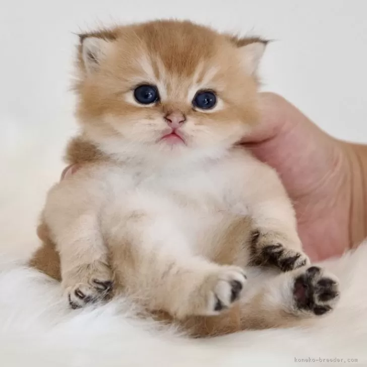 ID:2408-01659の子猫