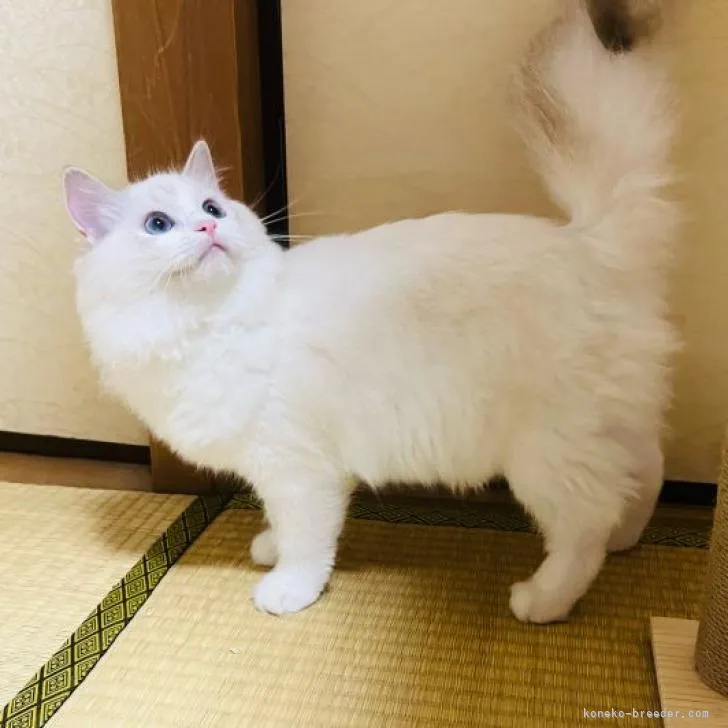 ID:2210-01711の子猫