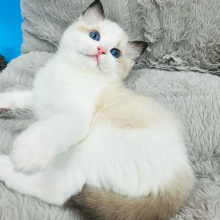 ID:2210-01701の子猫
