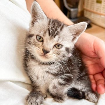 アメリカンショートヘア【福岡県・男の子・2024年3月14日・シルバータビー】の写真「3兄妹💕スモーキーなシルバータビーが可愛い🐈」