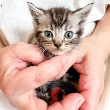 アメリカンショートヘア【福岡県・男の子・2024年3月14日・シルバータビー】の写真「3兄妹💕お顔のM地模様がくっきり素敵な男の子🐈」