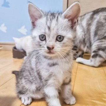 アメリカンショートヘア【福岡県・女の子・2024年5月10日・シルバートビー】の写真「まんまるお目目がキュートなふんわりカラーの女の子♡」