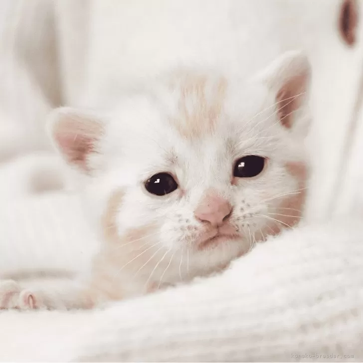 ID:2503-00320の子猫