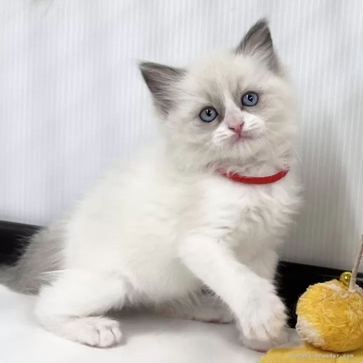 ID:2504-02393の子猫