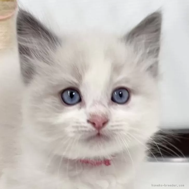 ID:2412-00562の子猫