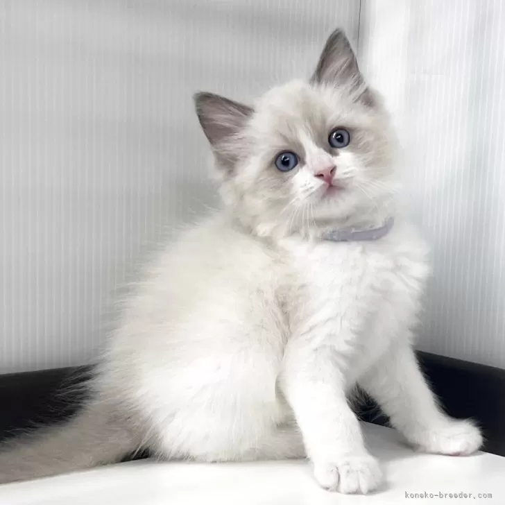 R.M 様のお迎えした子猫