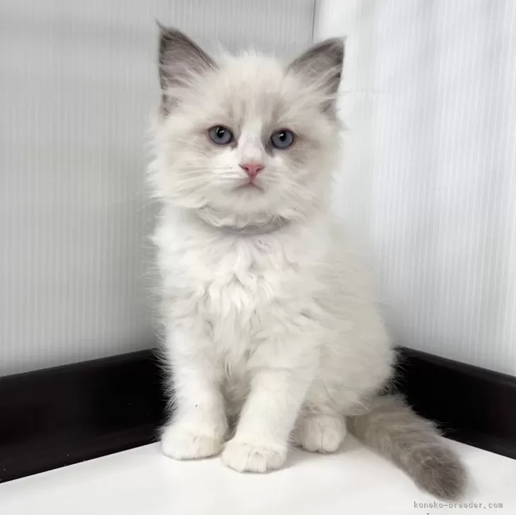 ID:2504-00239の子猫