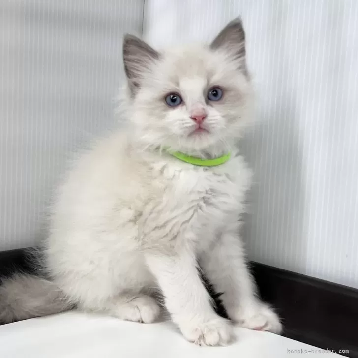ID:2504-00370の子猫