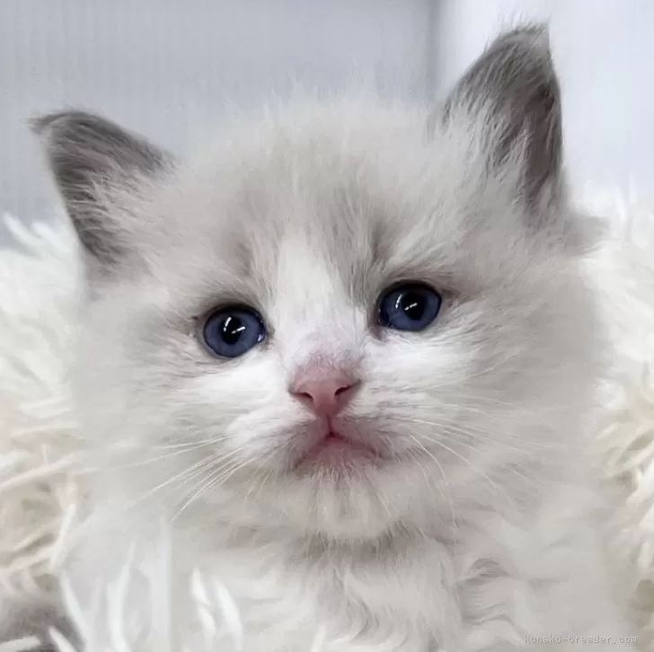 ID:2503-00701の子猫