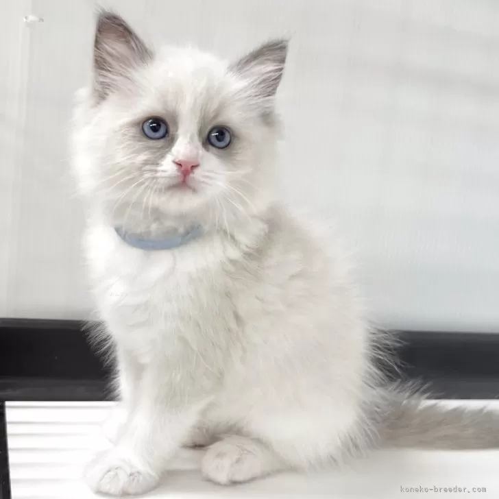ID:2504-02274の子猫