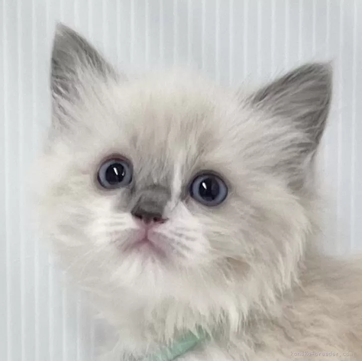 ID:2503-01715の子猫