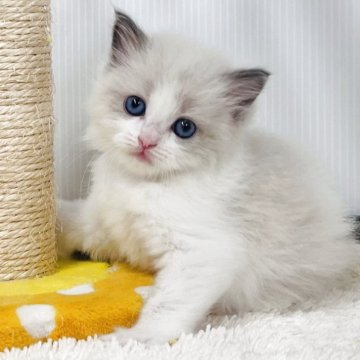 ラグドール【埼玉県・女の子・2025年9月8日・ブルーポイントバイカラー】の写真「可愛さが舞うほどの女の子」