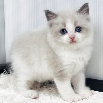ラグドール【埼玉県・男の子・2025年9月8日・ブルーポイントバイカラー】の写真「可愛いさ満点ボーイ」