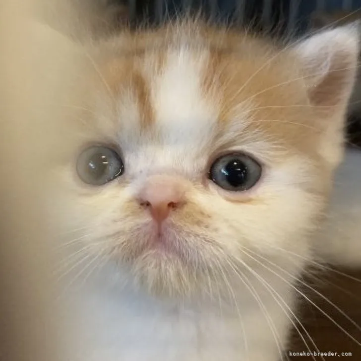 ID:2309-02479の子猫