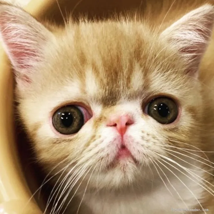 ID:2306-01989の子猫