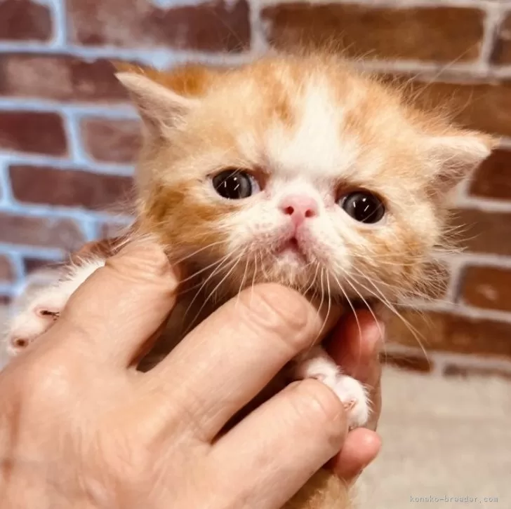 ID:2407-01056の子猫