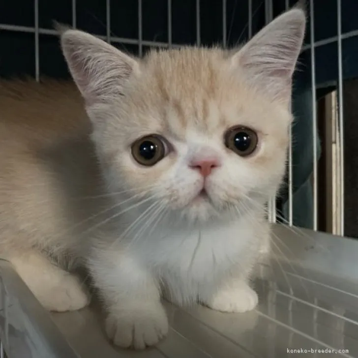 ID:2304-00696の子猫