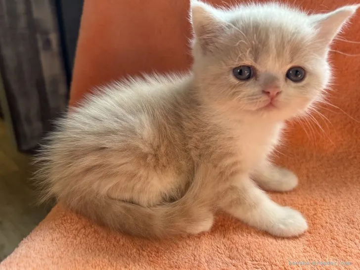 ID:2205-03497の子猫