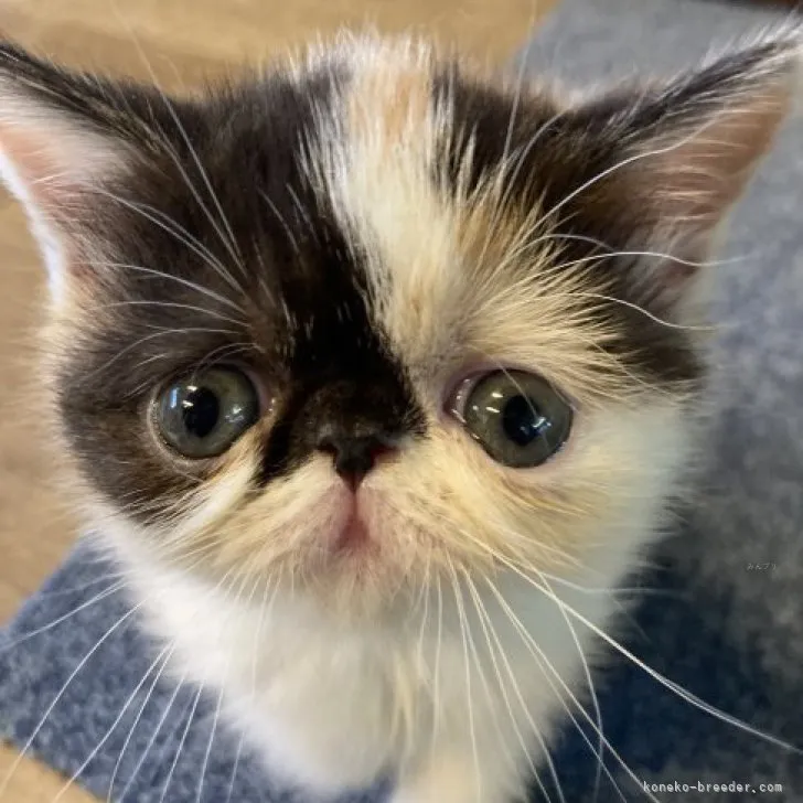 ID:2309-00377の子猫