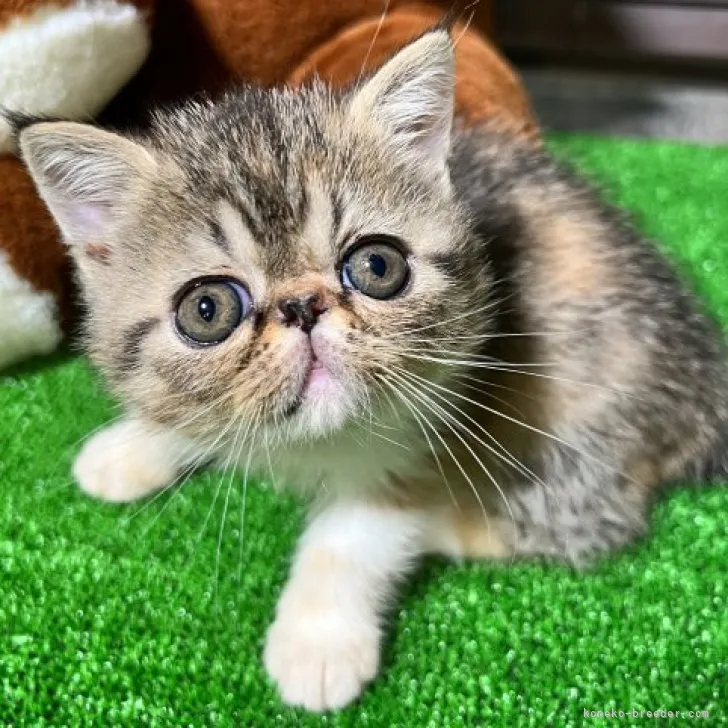 ID:2306-01981の子猫