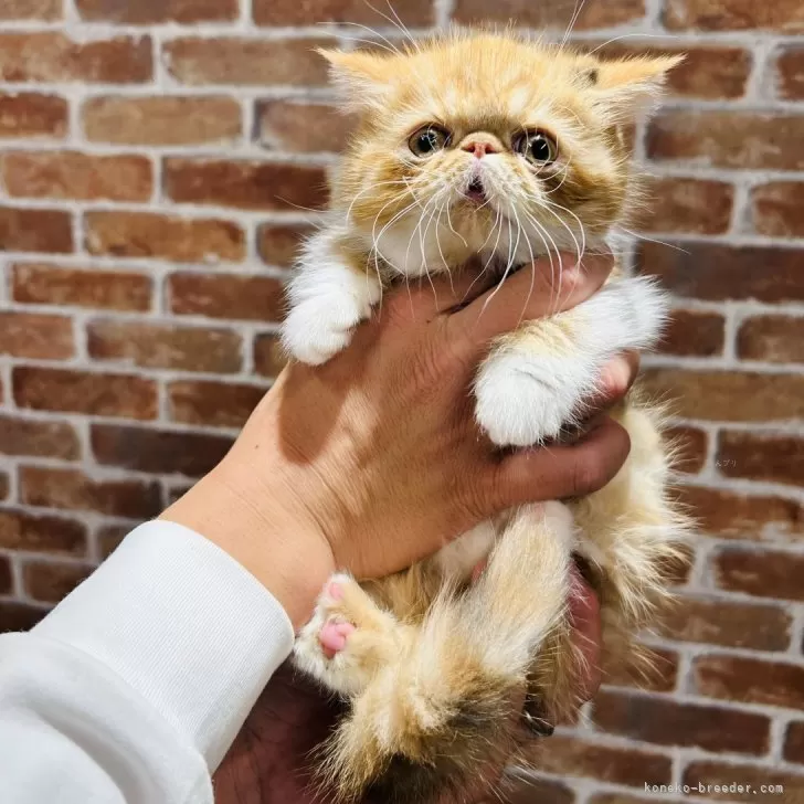 ID:2410-02430の子猫
